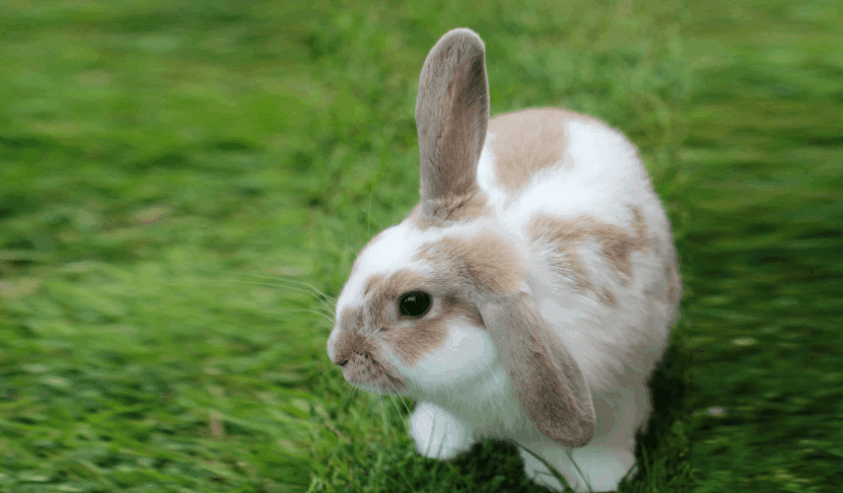 EX: de anuncio Radar Rabbit
